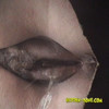 HZ WC ALL 2011 (1345-1551) thumbnail